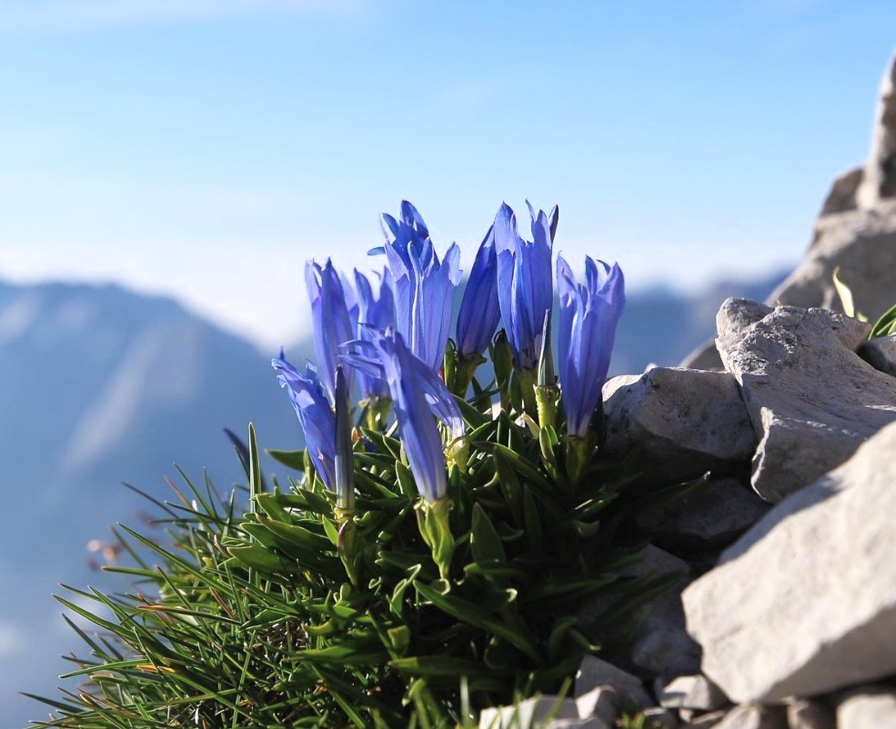 118 gentiana froelichii Genziana Cerulea sclop fornidisopra 