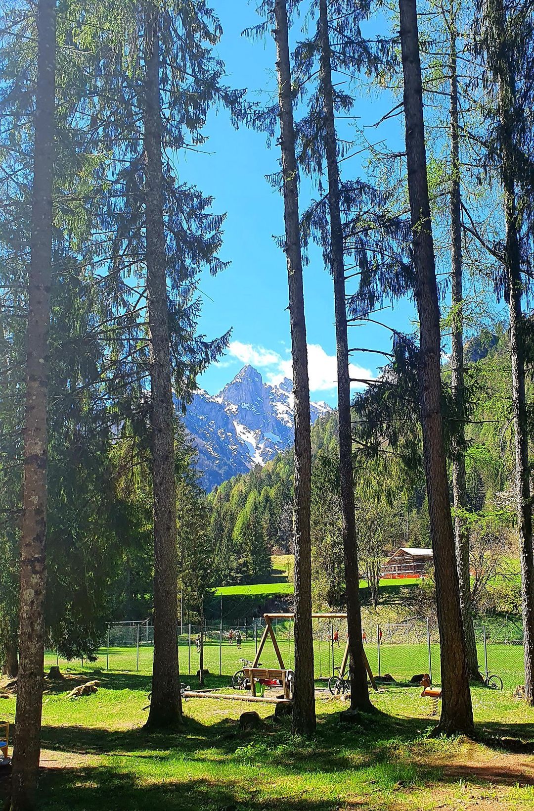 pineta forni di sopra