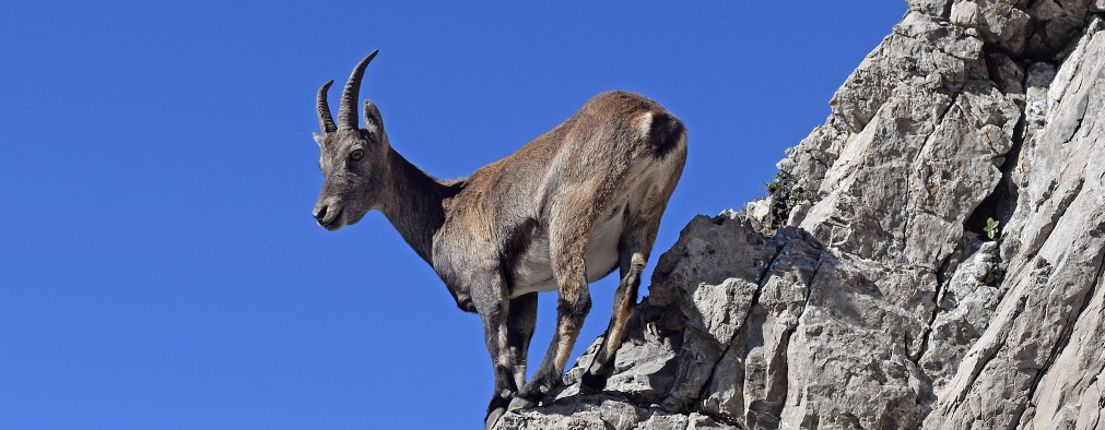 stambecco sky race dolomiti friulane