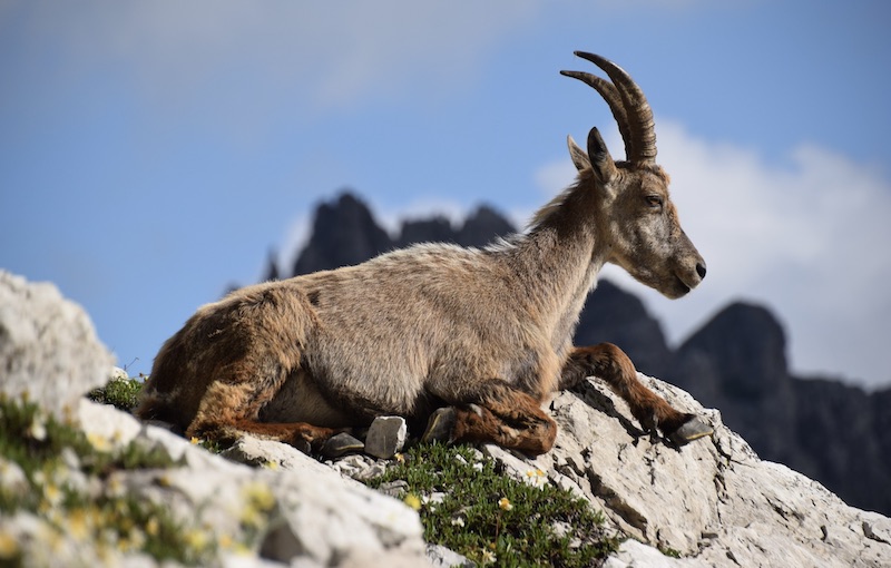 stambecco passo suola