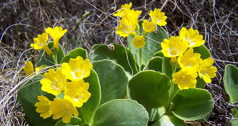 Primula Auricola ferrata varmost